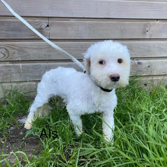 AÎS Coton Femelle Coton de tulear