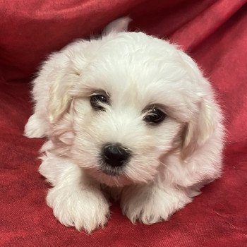 chiot Coton de tulear ALAN coton de tuléar à réserver Domaine de la Chantelaie chiot Coton de tulear ALAN coton de tuléar à réserver Domaine de la Chantelaie