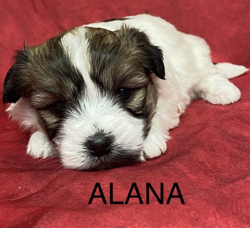 ALANA coton à réserver Femelle Coton de tulear