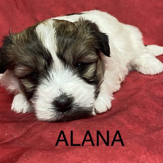 chiot Coton de tulear ALANA coton à réserver Domaine de la Chantelaie