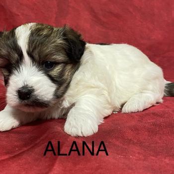chiot Coton de tulear ALANA coton à réserver Domaine de la Chantelaie