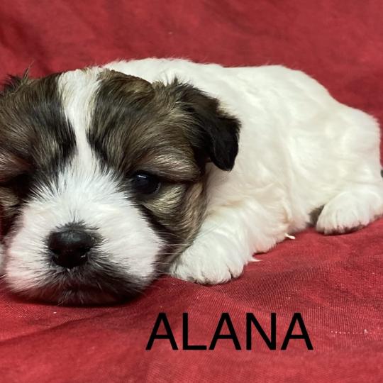 chiot Coton de tulear ALANA coton à réserver Domaine de la Chantelaie
