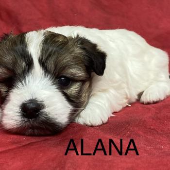 chiot Coton de tulear ALANA coton à réserver Domaine de la Chantelaie