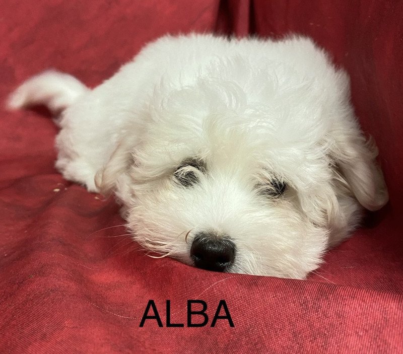 ALBA coton Femelle Coton de tulear