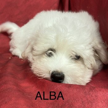 chiot Coton de tulear ALBA coton Domaine de la Chantelaie chiot Coton de tulear ALBA coton Domaine de la Chantelaie