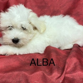 chiot Coton de tulear ALBA coton Domaine de la Chantelaie chiot Coton de tulear ALBA coton Domaine de la Chantelaie
