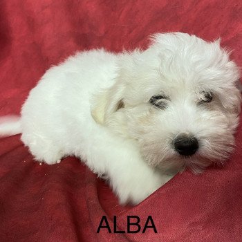 chiot Coton de tulear ALBA coton Domaine de la Chantelaie chiot Coton de tulear ALBA coton Domaine de la Chantelaie
