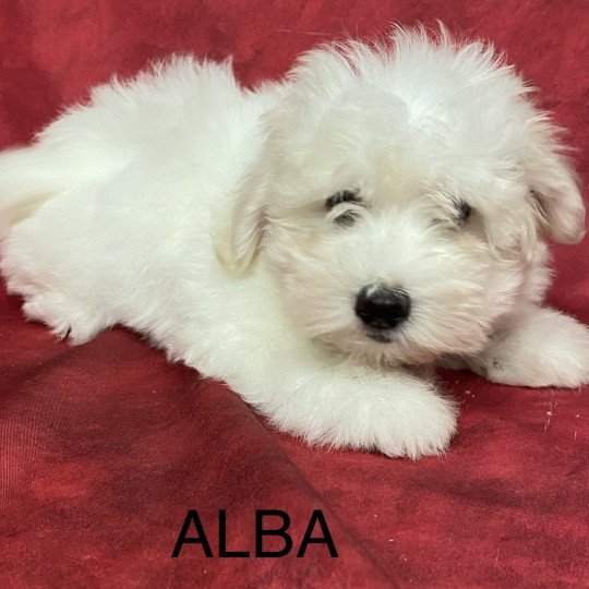 chiot Coton de tulear ALBA coton Domaine de la Chantelaie