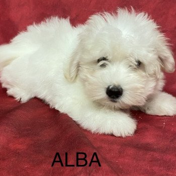 chiot Coton de tulear ALBA coton Domaine de la Chantelaie chiot Coton de tulear ALBA coton Domaine de la Chantelaie