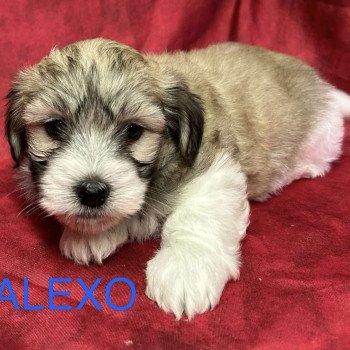 chiot Coton de tulear ALEXO coton Domaine de la Chantelaie