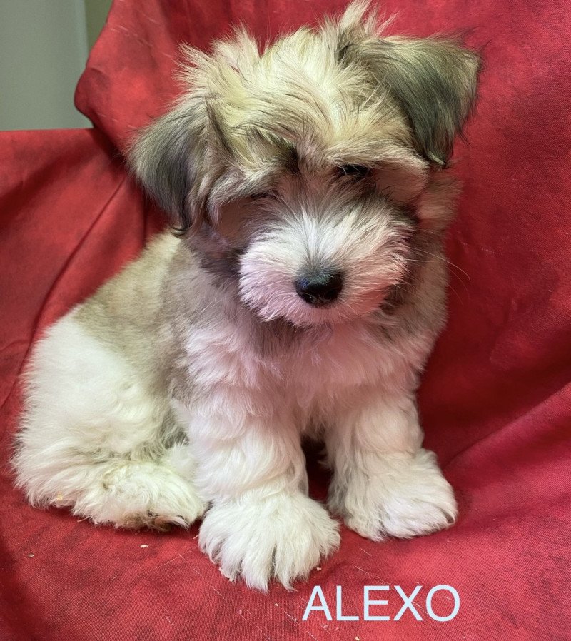 ALEXO coton Mâle Coton de tulear