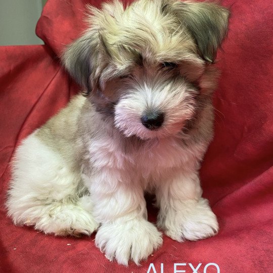 ALEXO coton Mâle Coton de tulear