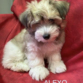 chiot Coton de tulear ALEXO coton Domaine de la Chantelaie