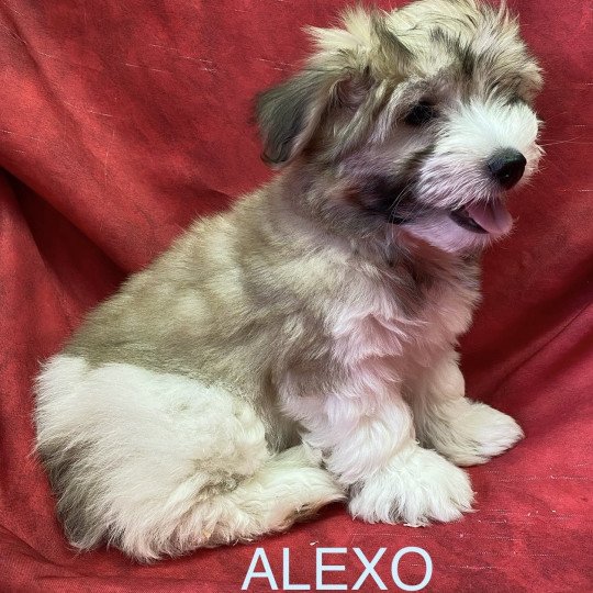 chiot Coton de tulear ALEXO coton Domaine de la Chantelaie