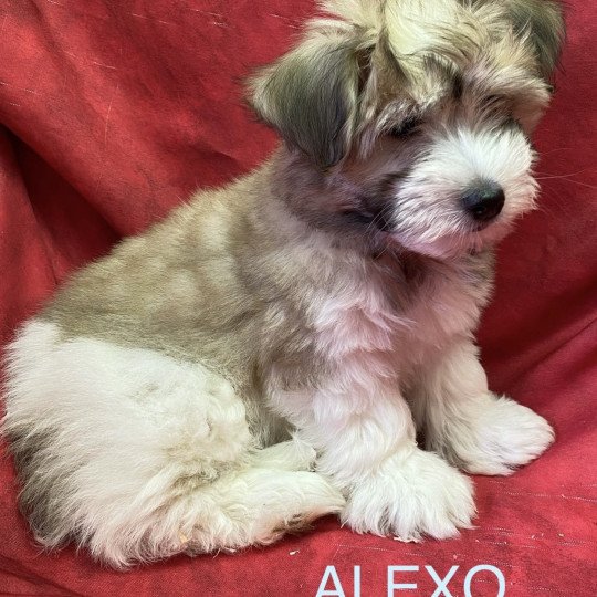 chiot Coton de tulear ALEXO coton Domaine de la Chantelaie