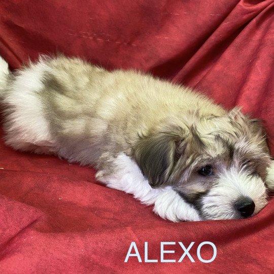 chiot Coton de tulear ALEXO coton Domaine de la Chantelaie