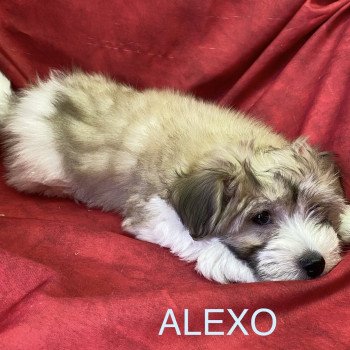 chiot Coton de tulear ALEXO coton Domaine de la Chantelaie