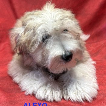 chiot Coton de tulear ALEXO coton Domaine de la Chantelaie