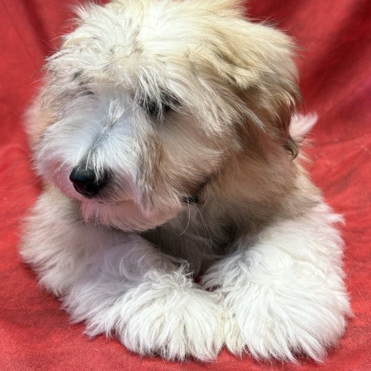 chiot Coton de tulear ALEXO coton Domaine de la Chantelaie