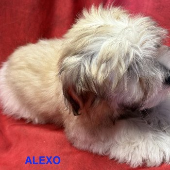chiot Coton de tulear ALEXO coton Domaine de la Chantelaie