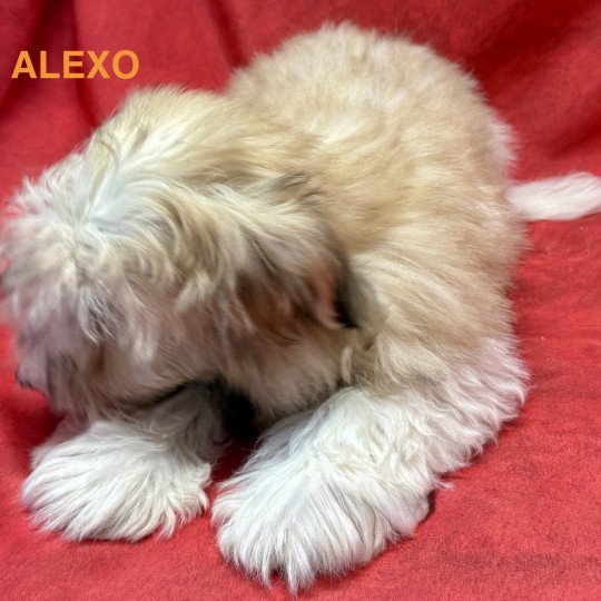 chiot Coton de tulear ALEXO coton Domaine de la Chantelaie