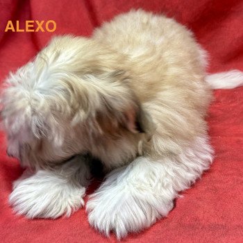 chiot Coton de tulear ALEXO coton Domaine de la Chantelaie