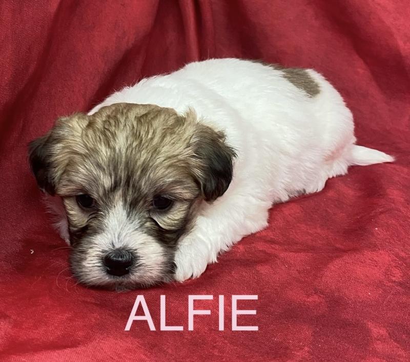 ALFIE coton LOF RÉSERVÉE Femelle Coton de tulear