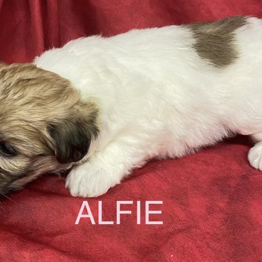 chiot Coton de tulear ALFIE coton LOF à réserver Domaine de la Chantelaie
