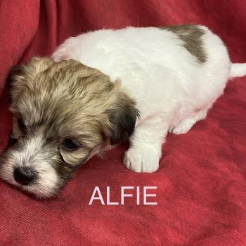chiot Coton de tulear ALFIE coton LOF à réserver Domaine de la Chantelaie