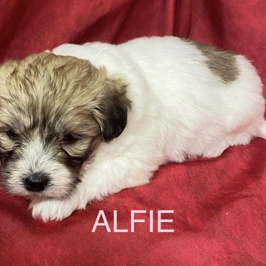 chiot Coton de tulear ALFIE coton LOF à réserver Domaine de la Chantelaie