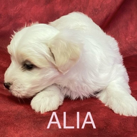 chiot Coton de tulear ALIA .Coton à réserver Domaine de la Chantelaie