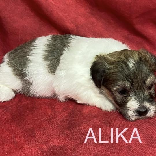 chiot Coton de tulear ALIKA coton LOF à réserver Domaine de la Chantelaie