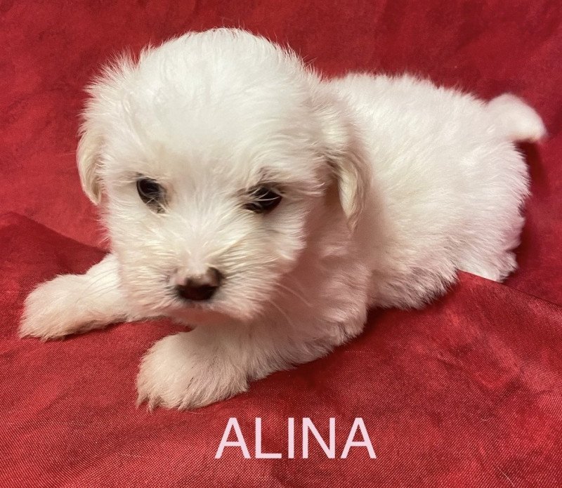 ALINA coton blanche à réserver Femelle Coton de tulear ALINA coton blanche à réserver Femelle Coton de tulear