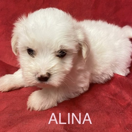 chiot Coton de tulear ALINA coton blanche Domaine de la Chantelaie chiot Coton de tulear ALINA coton blanche Domaine de la Chantelaie