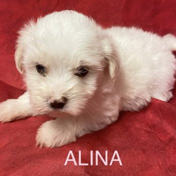 chiot Coton de tulear ALINA coton blanche Domaine de la Chantelaie chiot Coton de tulear ALINA coton blanche Domaine de la Chantelaie