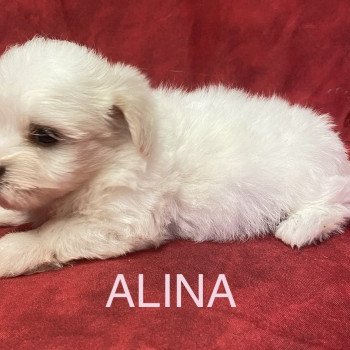 chiot Coton de tulear ALINA coton blanche Domaine de la Chantelaie chiot Coton de tulear ALINA coton blanche Domaine de la Chantelaie
