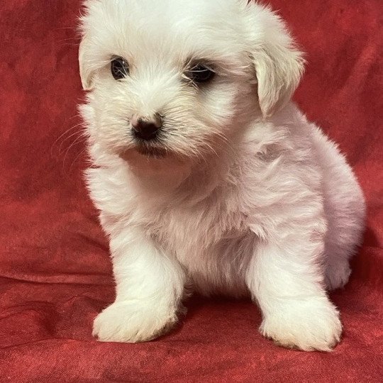 chiot Coton de tulear ALINA coton blanche Domaine de la Chantelaie chiot Coton de tulear ALINA coton blanche Domaine de la Chantelaie