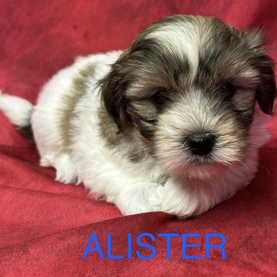chiot Coton de tulear ALISTER coton Domaine de la Chantelaie
