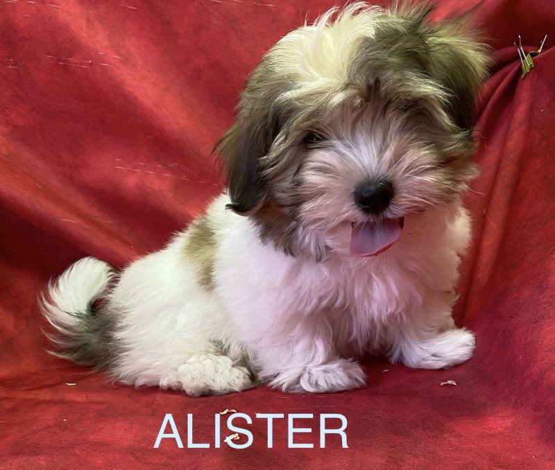 ALISTER coton Mâle Coton de tulear