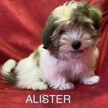 chiot Coton de tulear ALISTER coton Domaine de la Chantelaie