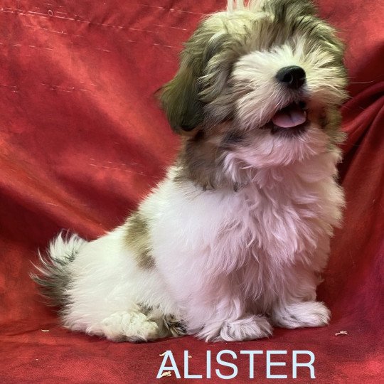 chiot Coton de tulear ALISTER coton Domaine de la Chantelaie