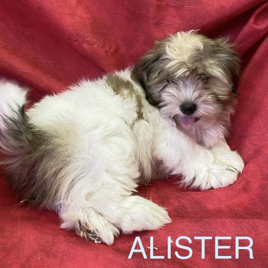 chiot Coton de tulear ALISTER coton Domaine de la Chantelaie
