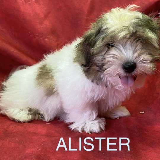 chiot Coton de tulear ALISTER coton Domaine de la Chantelaie