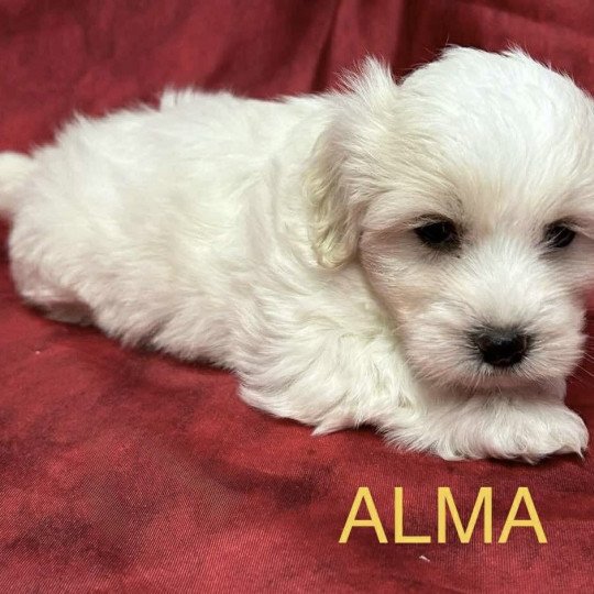chiot Coton de tulear ALMA coton Domaine de la Chantelaie