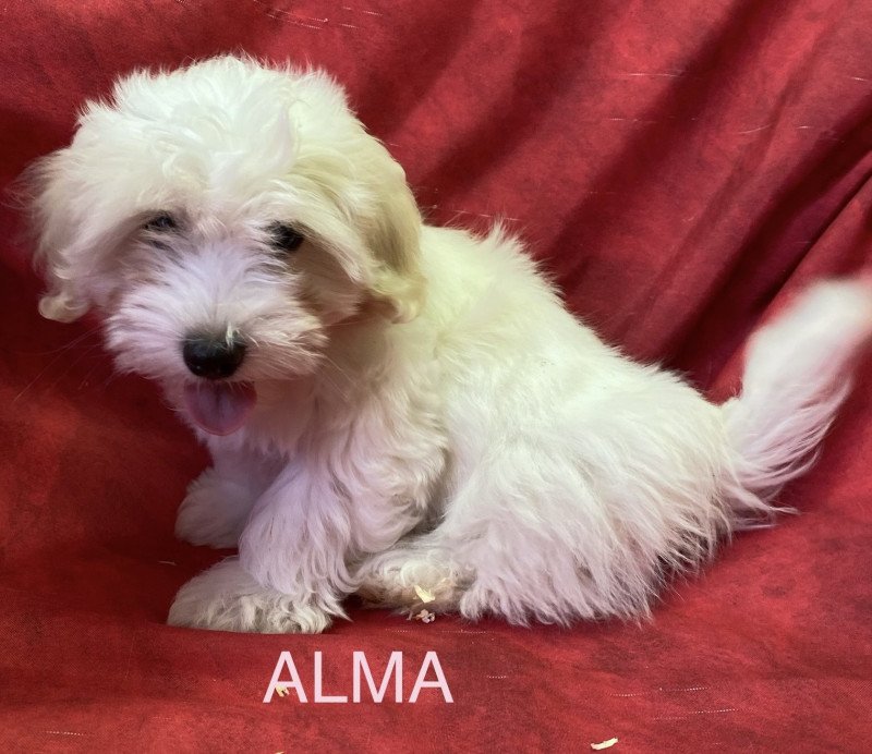 ALMA coton Femelle Coton de tulear