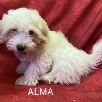 chiot Coton de tulear ALMA coton Domaine de la Chantelaie