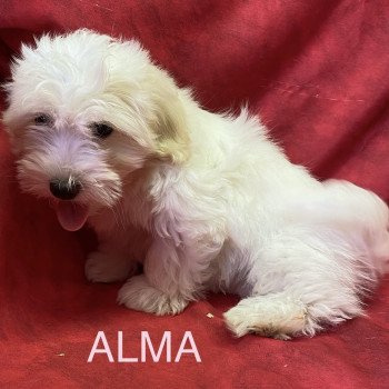 chiot Coton de tulear ALMA coton Domaine de la Chantelaie