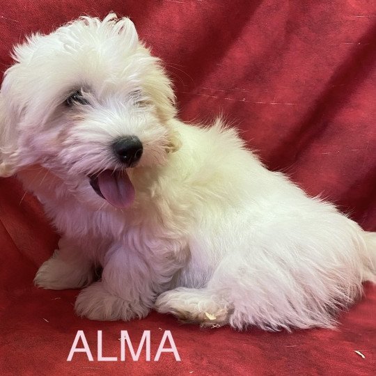 chiot Coton de tulear ALMA coton Domaine de la Chantelaie
