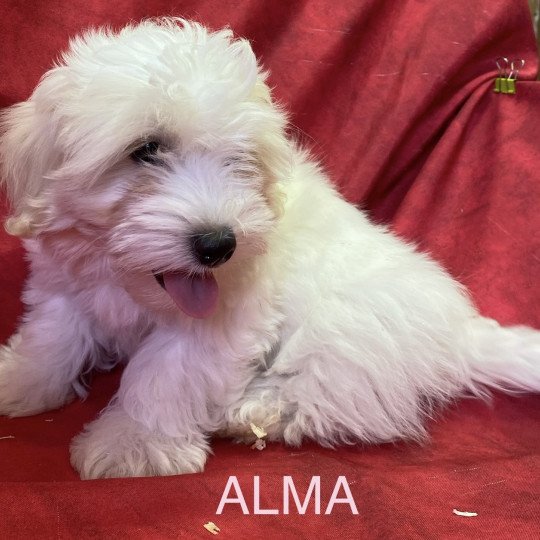 chiot Coton de tulear ALMA coton Domaine de la Chantelaie