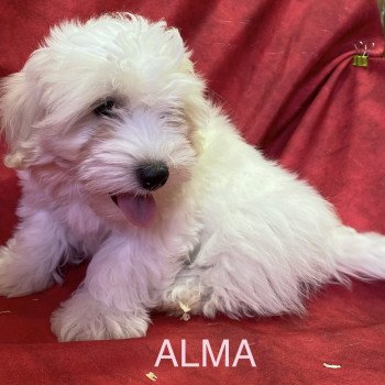 chiot Coton de tulear ALMA coton Domaine de la Chantelaie